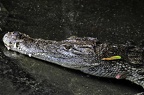zoo koeln ii 123