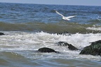 den haag seagulls 005