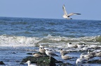 den haag seagulls 010