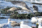 den haag seagulls 017