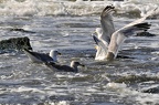 den haag seagulls 018 (3451 odwiedzin) den haag seagulls 018