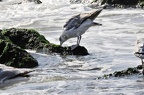den haag seagulls 042