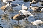 den haag seagulls 052 (3803 visingar) den haag seagulls 052