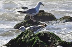den haag seagulls 054