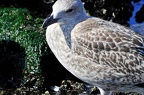 den haag seagulls 075