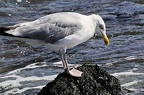 den haag seagulls 104