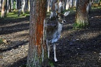 nature wildlife park granat haltern 008