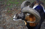 nature wildlife park granat haltern 050