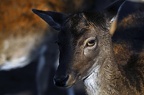 nature wildlife park granat haltern 060
