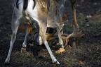 nature wildlife park granat haltern 071