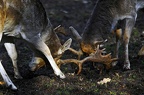 nature wildlife park granat haltern 072
