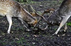 nature wildlife park granat haltern 074