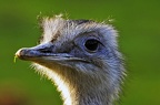 nature wildlife park granat haltern 103