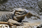 03 reptiles zoo