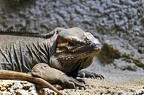 04 reptiles zoo (4864 Besuche) 04 reptiles zoo