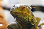 07 reptiles zoo