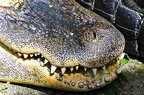 13 reptiles zoo