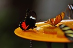 butterfly-03