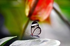 butterfly-13 (4239 Besuche) butterfly-13