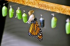 butterfly-14