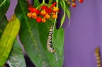butterfly-16