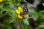 butterfly-22