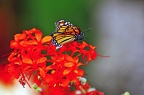 butterfly-20 (3753 Besuche) butterfly-20