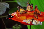butterfly-25