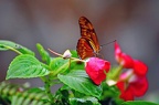 butterfly-31