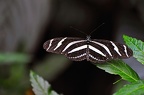 butterfly-36