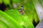 butterfly-52