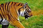 004-parque las aguilas - tiger