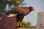 034-parque las aguilas - airshow (3494访问量) 034-parque las aguilas - airshow