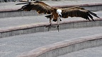 060-parque las aguilas - airshow