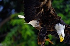 070-parque las aguilas - airshow