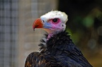 087-parque las aguilas - raptors (3568 Besuche) 087-parque las aguilas - raptors