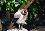089-parque las aguilas - raptors (3691 visits) 089-parque las aguilas - raptors