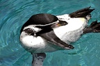 104-parque las aguilas - penguin (3258 vierailua) 104-parque las aguilas - penguin
