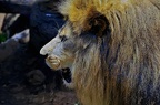 126-parque las aguilas - lion (3381 Besuche) 126-parque las aguilas - lion