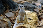 127-parque las aguilas - meerkat (3561 Besuche) 127-parque las aguilas - meerkat