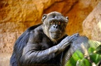 11 - loro parque