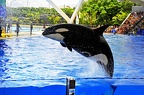 21 - loro parque