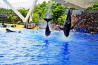 23 - loro parque (3666 Besuche) 23 - loro parque