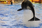 32 - loro parque