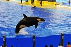 35 - loro parque