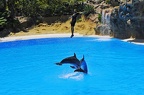 41 - loro parque