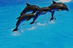 46 - loro parque