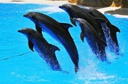 48 - loro parque