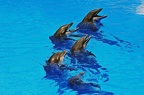 56 - loro parque (3599 Besuche) 56 - loro parque