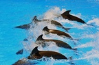60 - loro parque